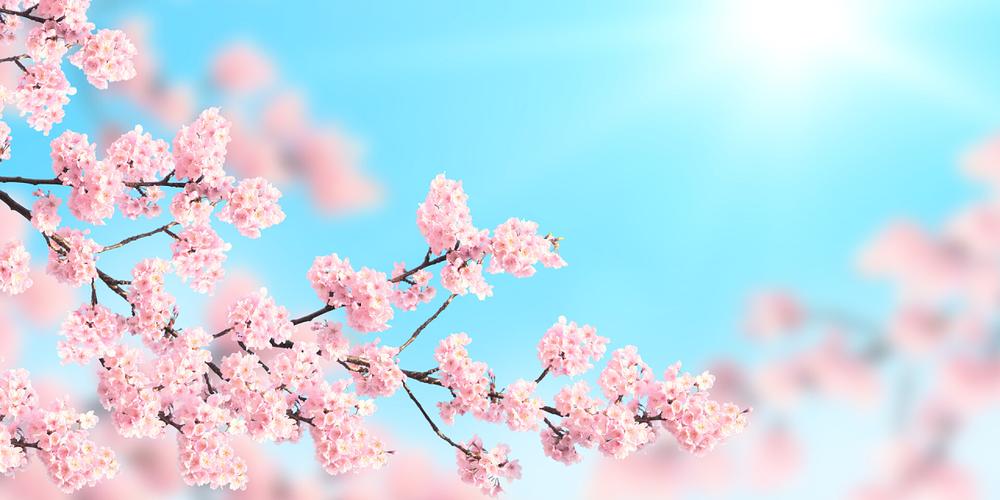 那值扶花艺